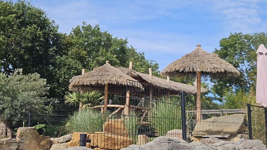 Umbrella Coconut thatch